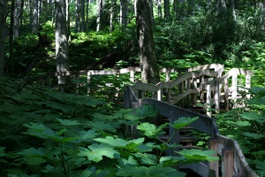 Giant Cedars Boardwalk Trail 